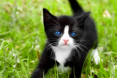 Kitten Wallpapers Widescreen Resolution