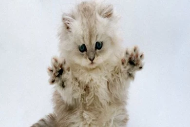 Amazon.com: Cat Kitten Live Wallpapers Free: Appstore For Android