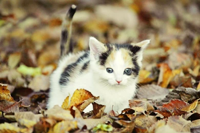 Cute Animal Baby Wallpapers