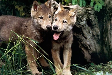 Wolf Pups   Wolves Wallpapers (7896864)   Fanpop
