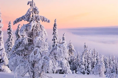 Snow Forest iPad Air Wallpapers Download