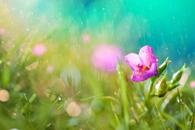 Beautiful Rain HD Wallpapers For Desktop