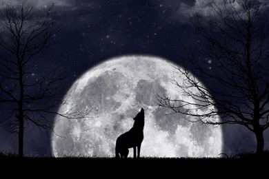 Download Wolf Howling At The Moon Photo Wallpapers