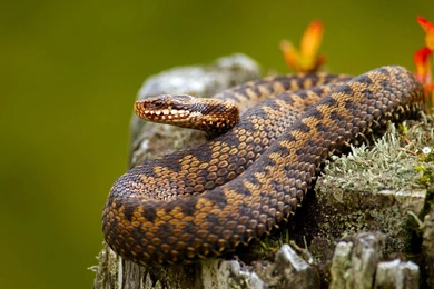 Snake Wallpapers 3357 Awesome Backgrounds   Wallnos.com