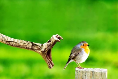 Snake Wallpaper HD.jpg