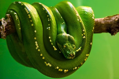 Snake Wallpapers 3237 HD High Definition   Wallnos.com