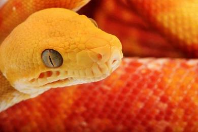 Snakes Wallpapers Hd Http://3.bp.blogspot.