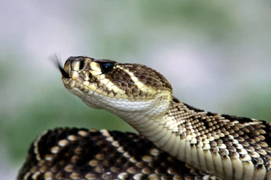 Rattle Snake Wallpapers HD Wallpapers