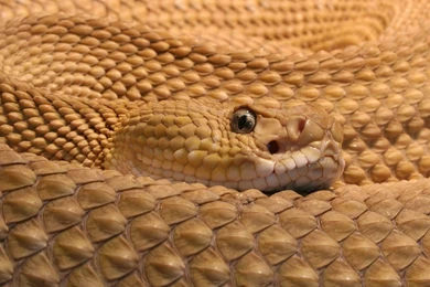 Big Snake HD Wallpapers