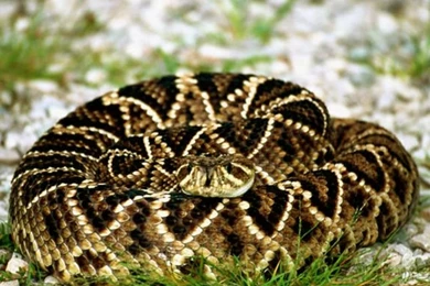 Snake Wallpapers HD:Best Wallpapers HD