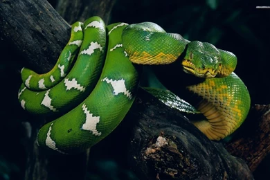 Cool Snake Wallpapers