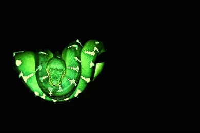 Snake Wallpapers 151630