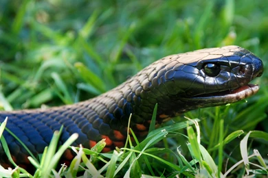 4 Red bellied Black Snake HD Wallpapers