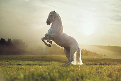 White Horse Wallpapers   Wallmanage.com