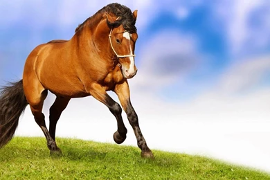 Best Horse HD Wallpapers,