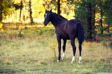 Black Horse HD Desktop Wallpapers : Widescreen : High Definition ...