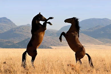 Wild Horse Wallpapers   Wallmanage.com