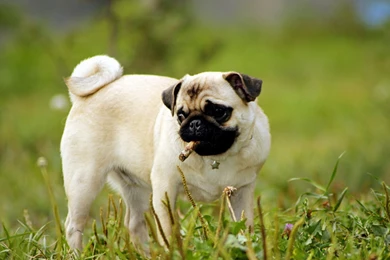 Mac iMac 27 Pug Wallpapers HD, Desktop Backgrounds 2560x1440