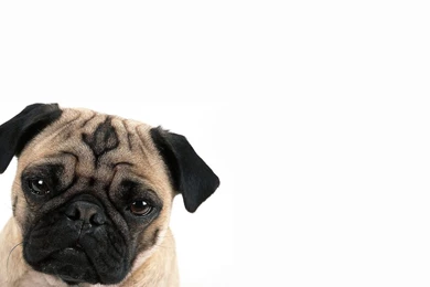 Pug Wallpapers Animal Wallpapers