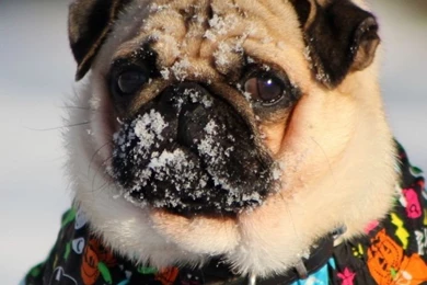 iPhone 6 Pug Wallpapers HD, Desktop Backgrounds 750x1334