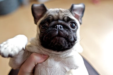 Pug Wallpapers   Animal Wallpapers