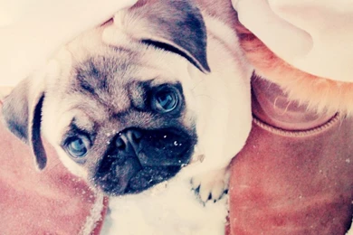 Laptop 1366x768 Pug Wallpapers HD, Desktop Backgrounds 1366x768