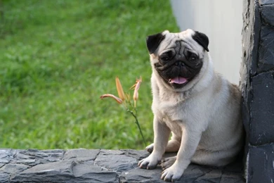 Pug Dog Wallpapers