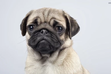 Pug Wallpapers Animal Wallpapers