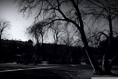 Sad Trees HD Desktop Wallpapers : Widescreen : High Definition ...