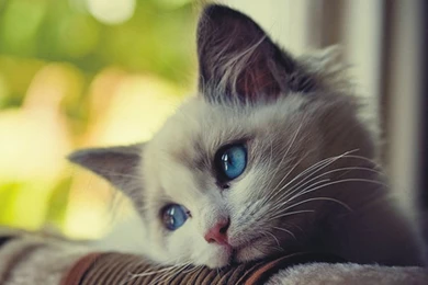 Cute Sad Cat With Blue Eyes Animal Picture HD Wallpapers Animal ...