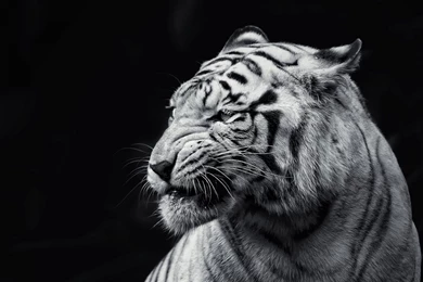 White Tigers Wallpapers Download Backgrounds 874