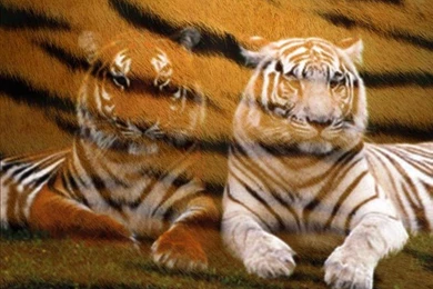 Awesome Tiger Pictures   Desktop Backgrounds