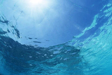 Underwater Wallpapers   Nature Wallpapers