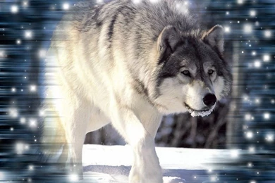 Wolf Wallpapers By KittieSlasher On DeviantArt