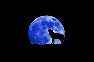 Wolf   Wolves Wallpapers (18854237)   Fanpop