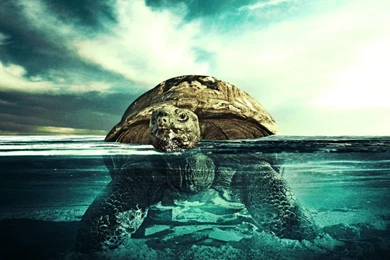 Underwater Ocean Beach Hd Wallpapers   Backgrounds Wallpapers For ...