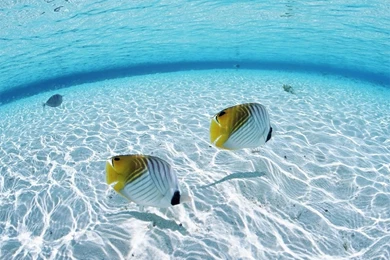 Underwater Wallpapers   Crazy Frankenstein