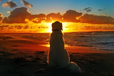 Labrador Dog At Sunset Desktop HD Wallpaper.jpeg