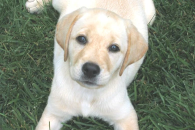 Yellow Lab Wallpapers