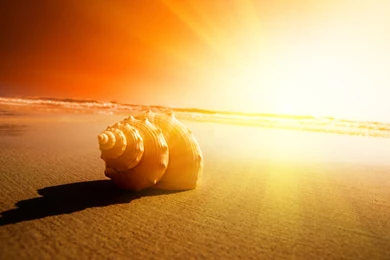 Shells In The Sunset Wallpapers