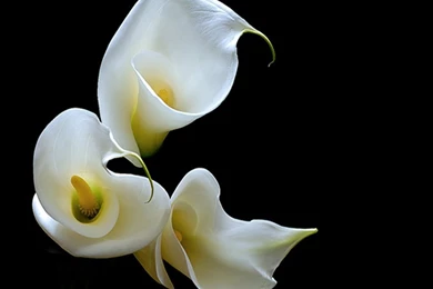 Calla Lily Wallpapers