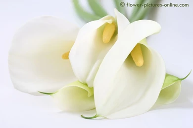 Arum lily wallpaper c4914 1280.jpg