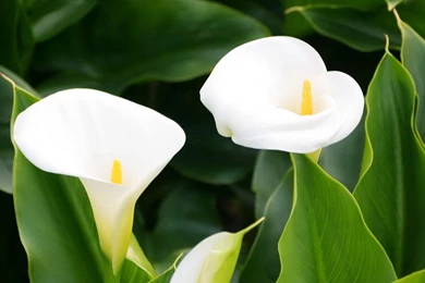 Calla Lily images hd.jpg