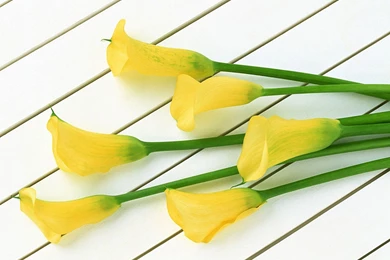 Calla Lily Flowers HD Wallpapers