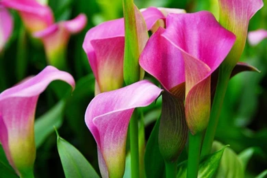 Calla Lily Wallpapers   Crazy Frankenstein