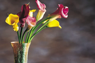 Colorful Calla Lilies Wallpapers   HD Wallpapers 15595