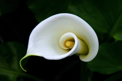 11 Calla Lily HD Wallpapers