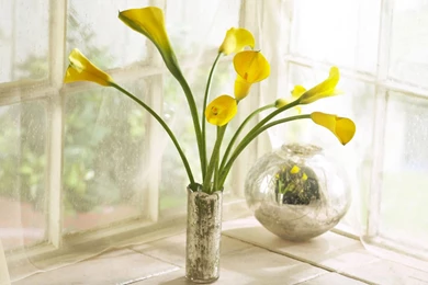 Calla Lily Flowers HD Wallpapers