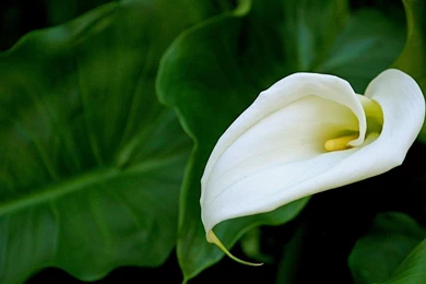 Calla Lily Wallpapers