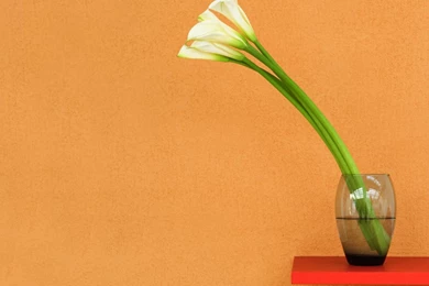 Pure White Calla Lilies Wallpapers   HD Wallpapers 15602